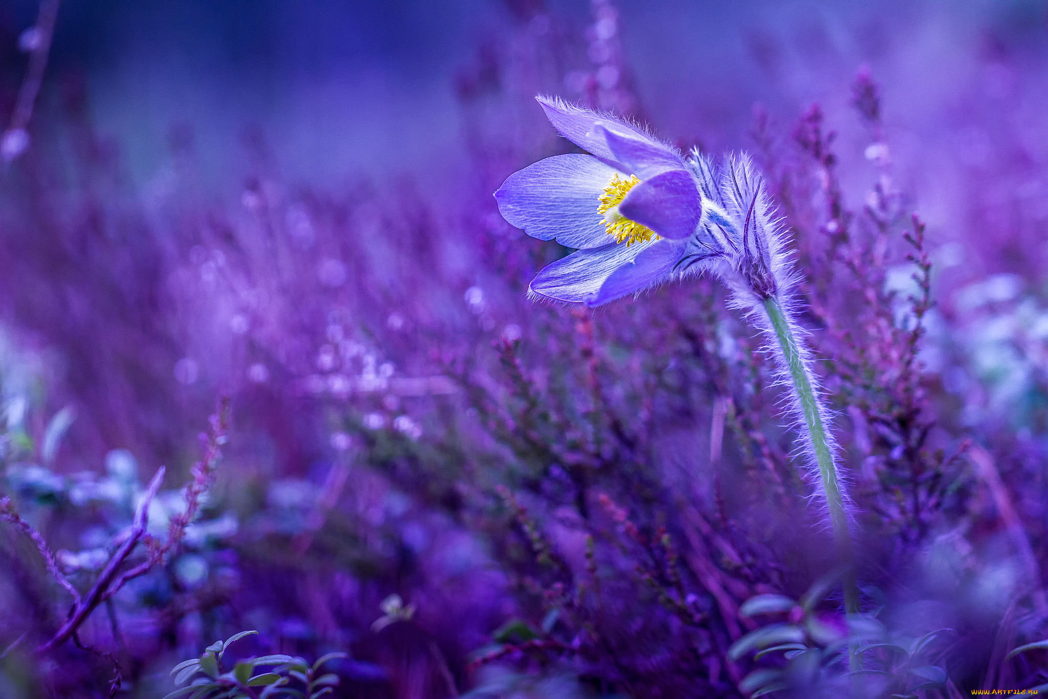 Нежные первоцветы. Первоцветы сон трава. Весенние первоцветы фиолетовые. Фиолетовые цветы. Сиреневые цветы.